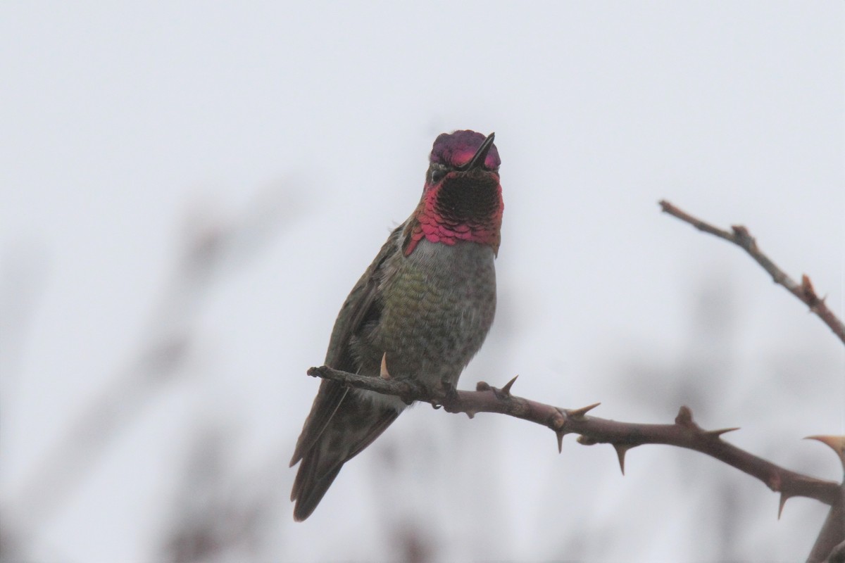 Anna's Hummingbird - ML211831961