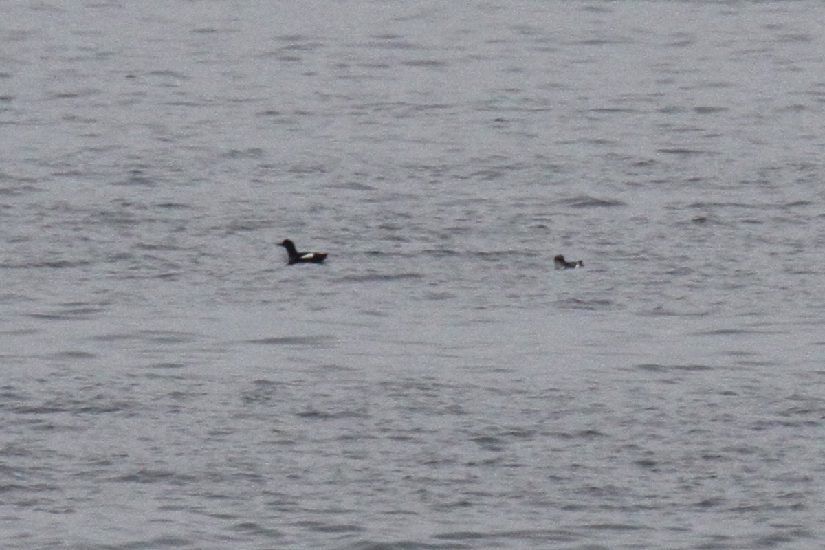 Pigeon Guillemot - ML211832291