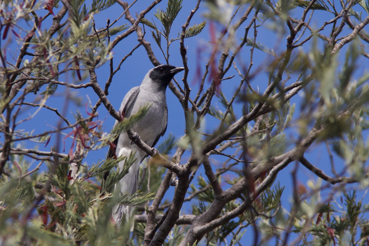 Black-faced Cuckooshrike - ML211833581