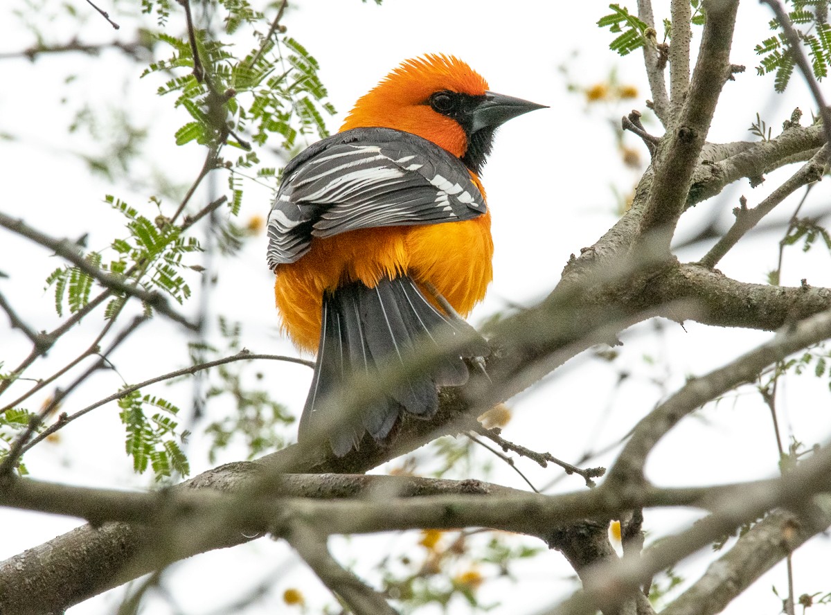 Altamira Oriole - Marianne Taylor