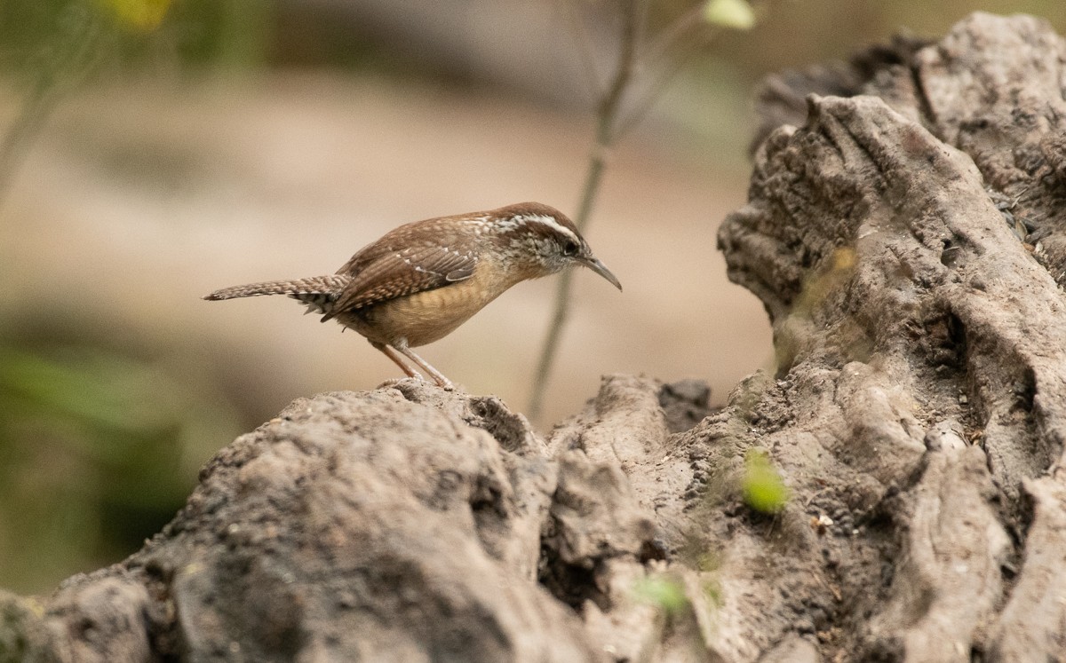 Carolina Wren - ML211833631