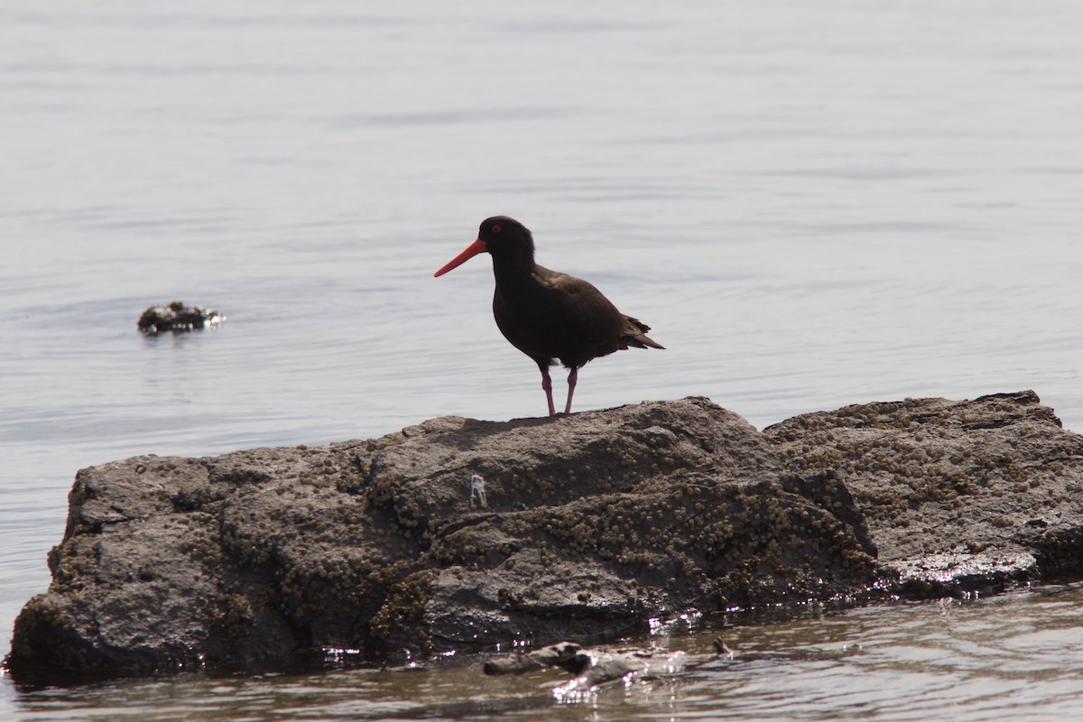 Sooty Oystercatcher - ML211833721