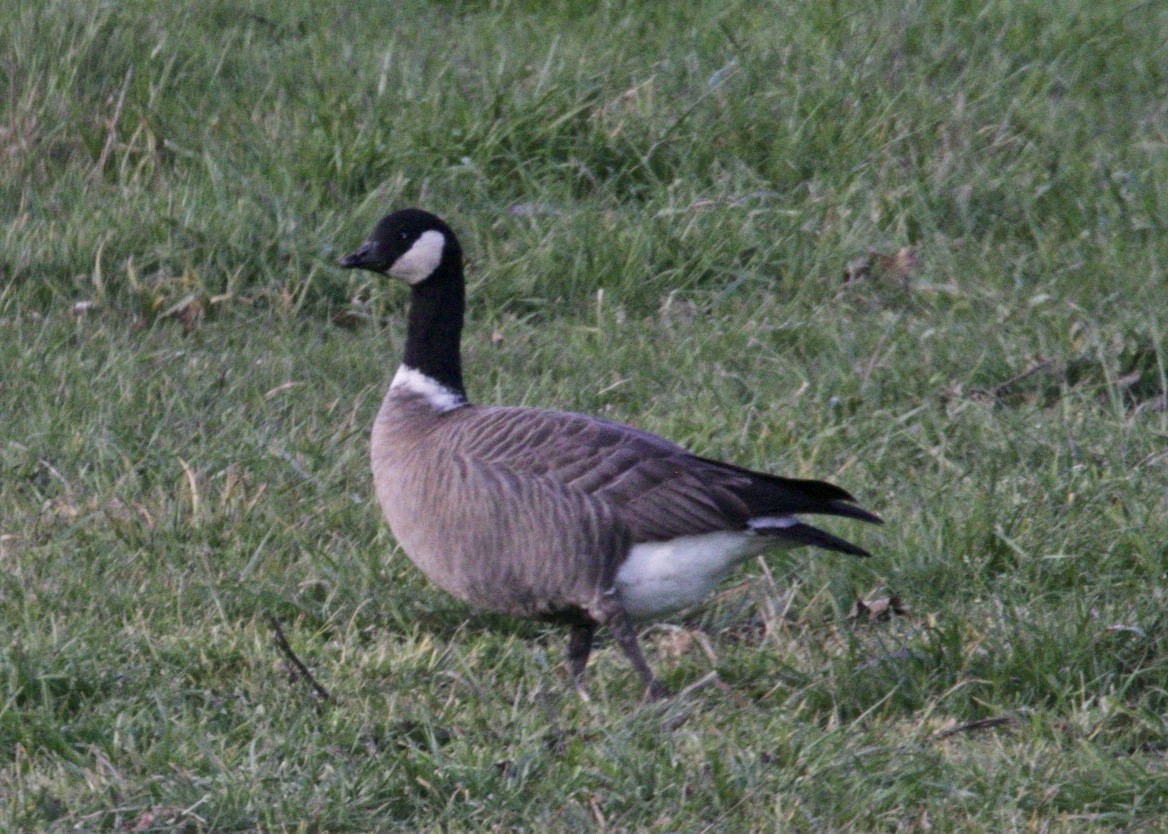 Cackling Goose (Aleutian) - Dave Bengston
