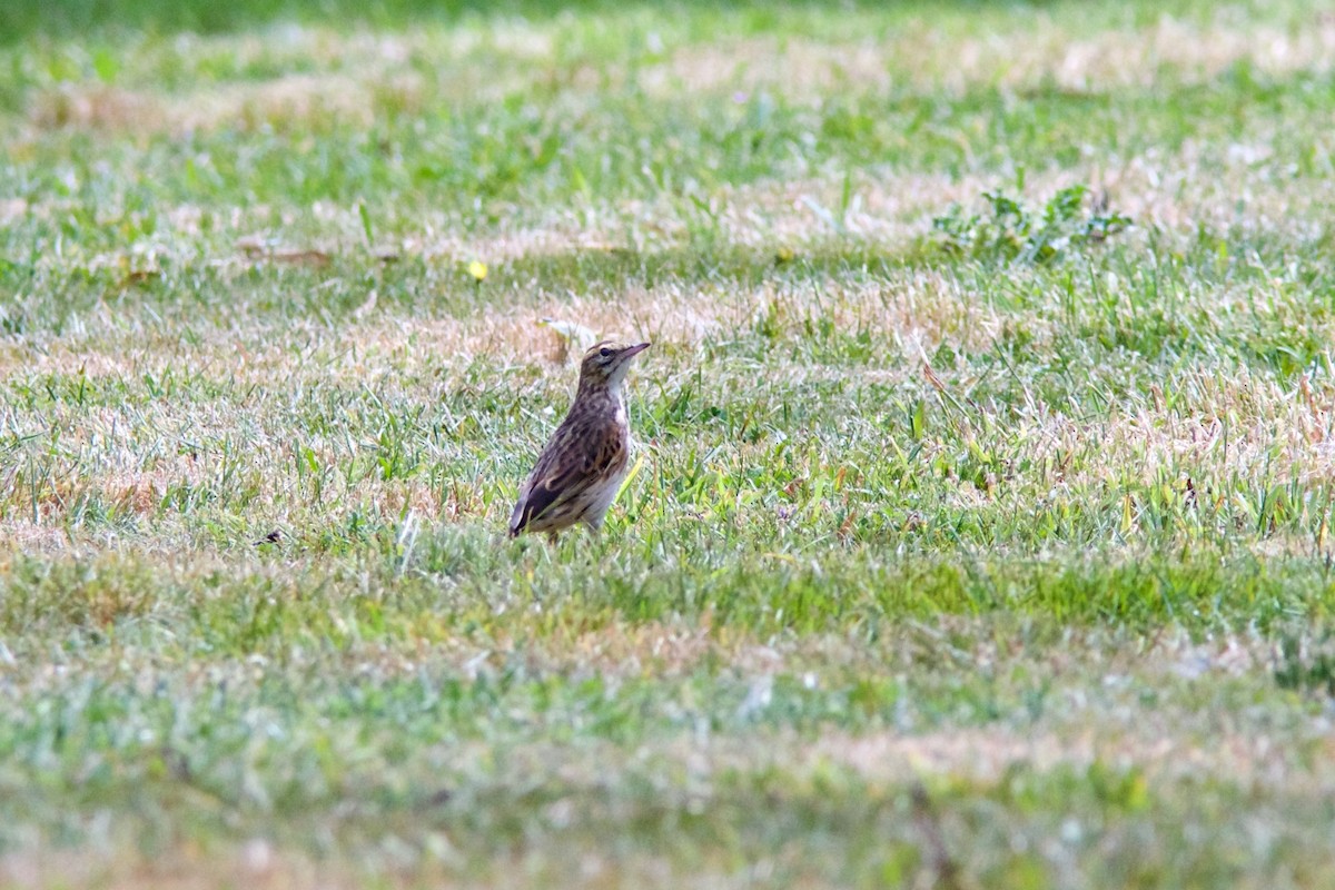 Australian Pipit - ML211834101