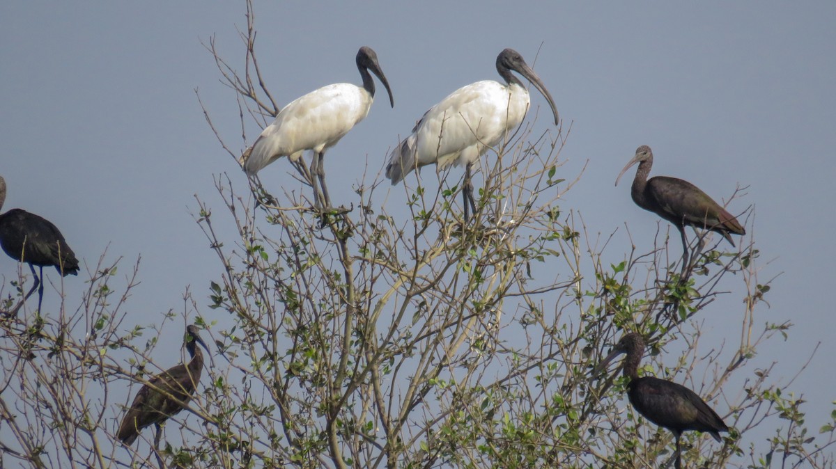 ibis černohlavý - ML211835491