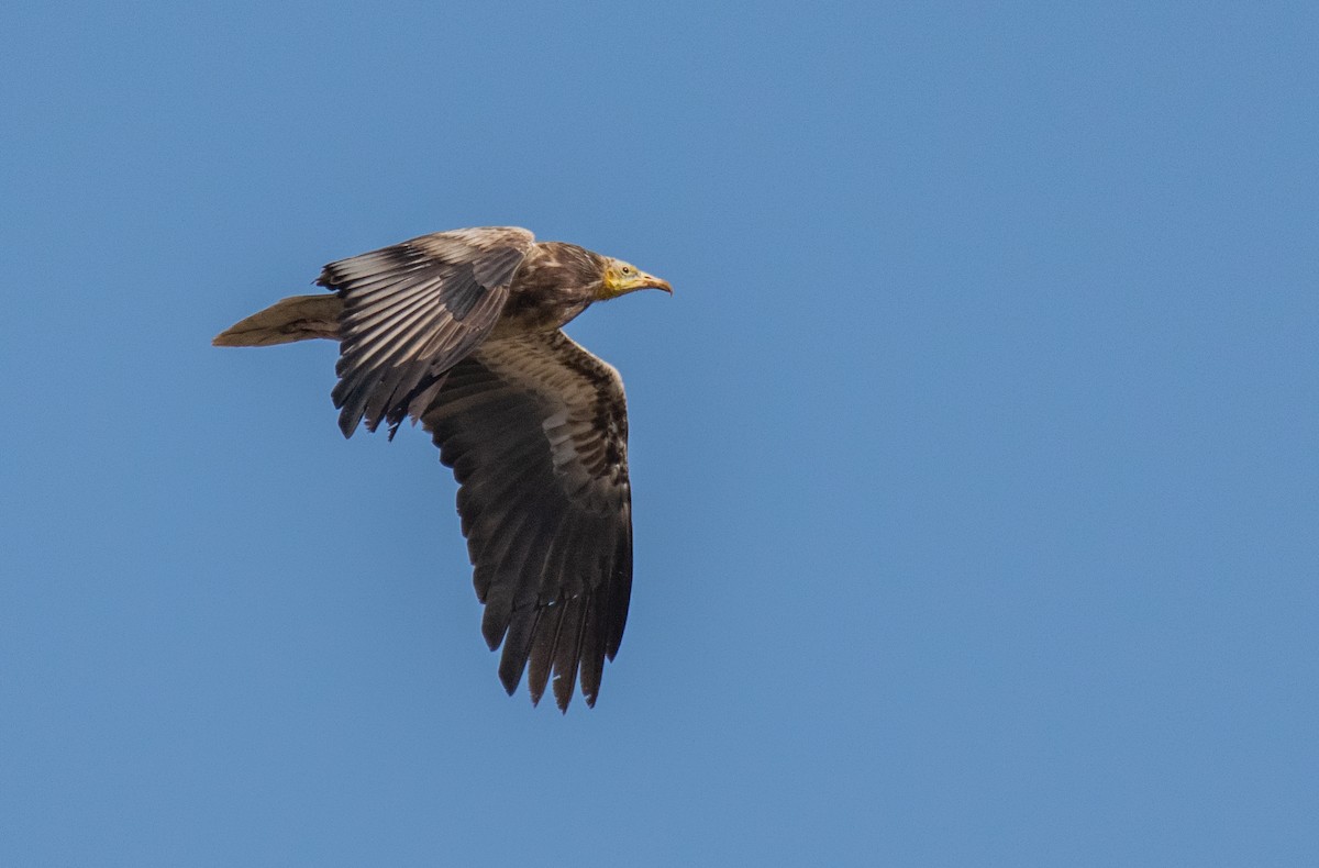 Egyptian Vulture - ML211836421