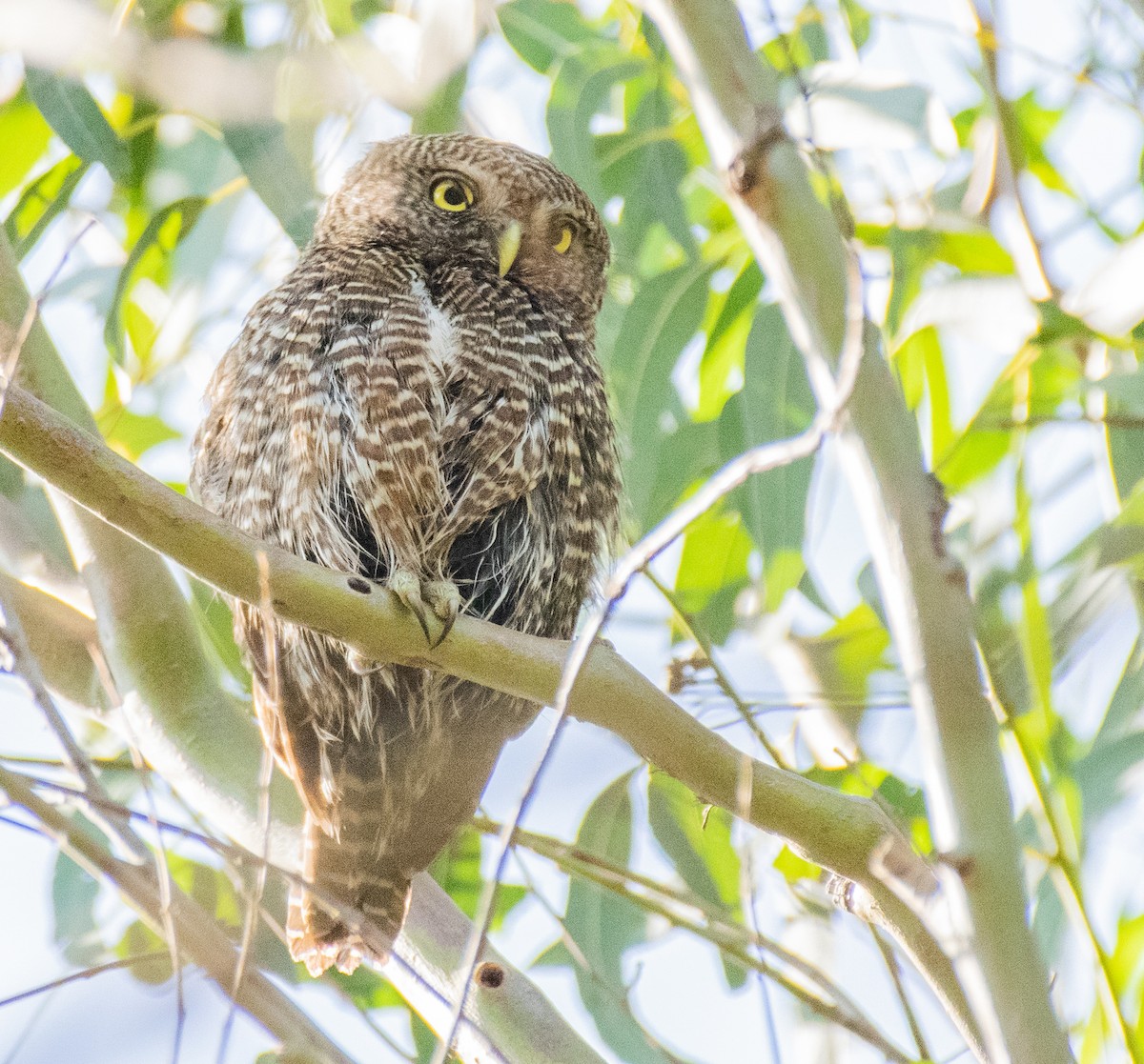 Asian Barred Owlet - Dr. Pankaj Chibber