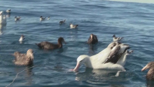 Albatros hurleur, A. de Tristan da Cunha ou A. des Antipodes - ML211836611