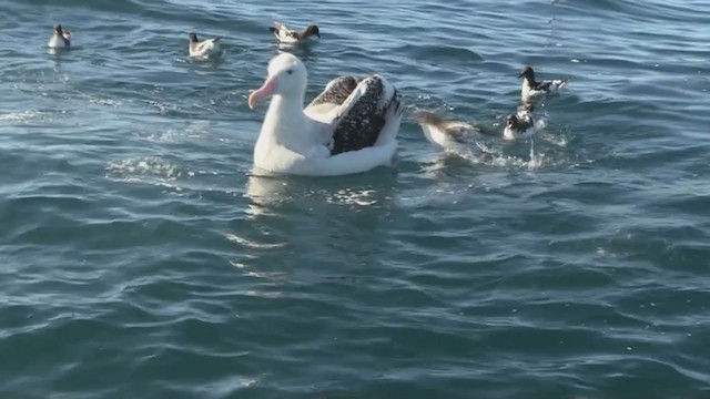 Albatros hurleur, A. de Tristan da Cunha ou A. des Antipodes - ML211836621