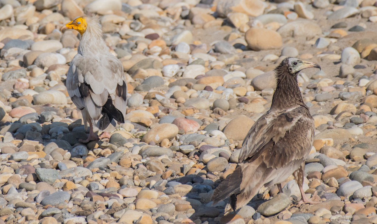 Egyptian Vulture - ML211836671