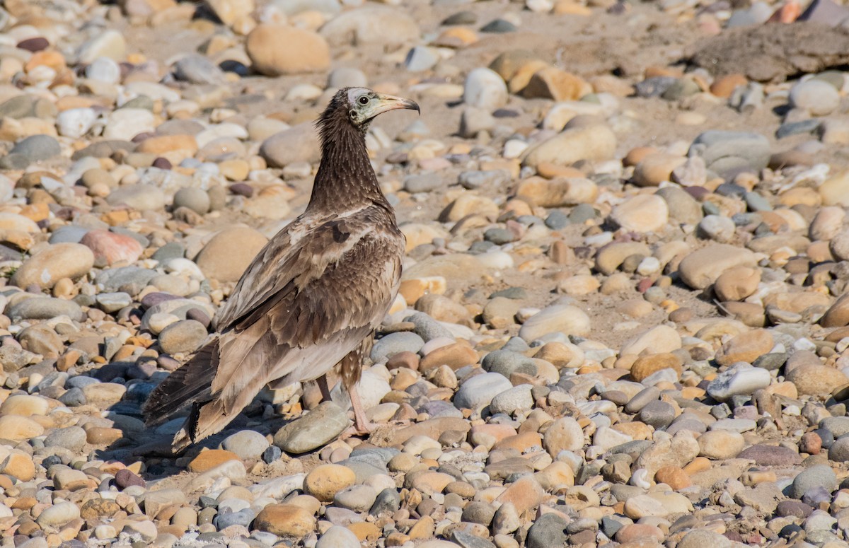 Egyptian Vulture - ML211836761