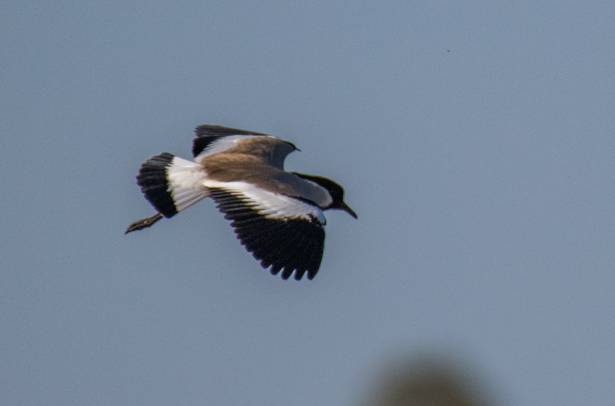 River Lapwing - ML211837231