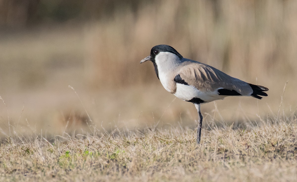 River Lapwing - ML211837321