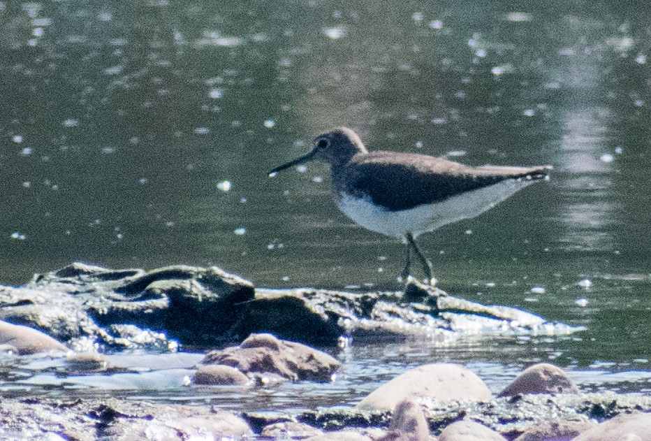 Common Sandpiper - Dr. Pankaj Chibber