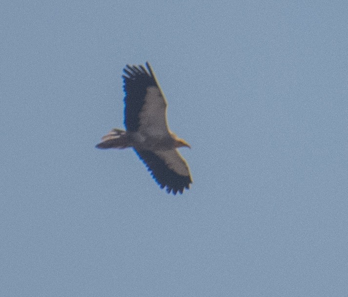 Egyptian Vulture - ML211837981