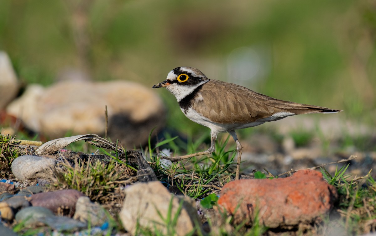 Little Ringed Plover - ML211838531