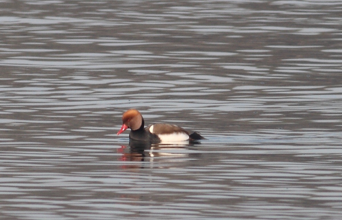 Red-crested Pochard - Snežana Panjković