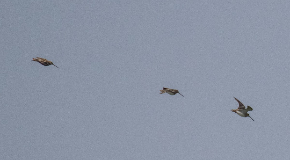 Common Snipe - Dr. Pankaj Chibber