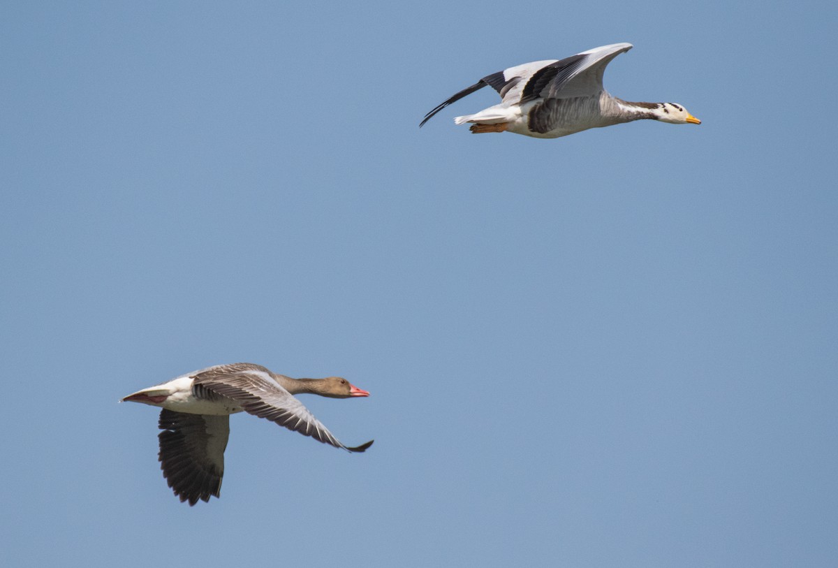 Graylag Goose - Dr. Pankaj Chibber