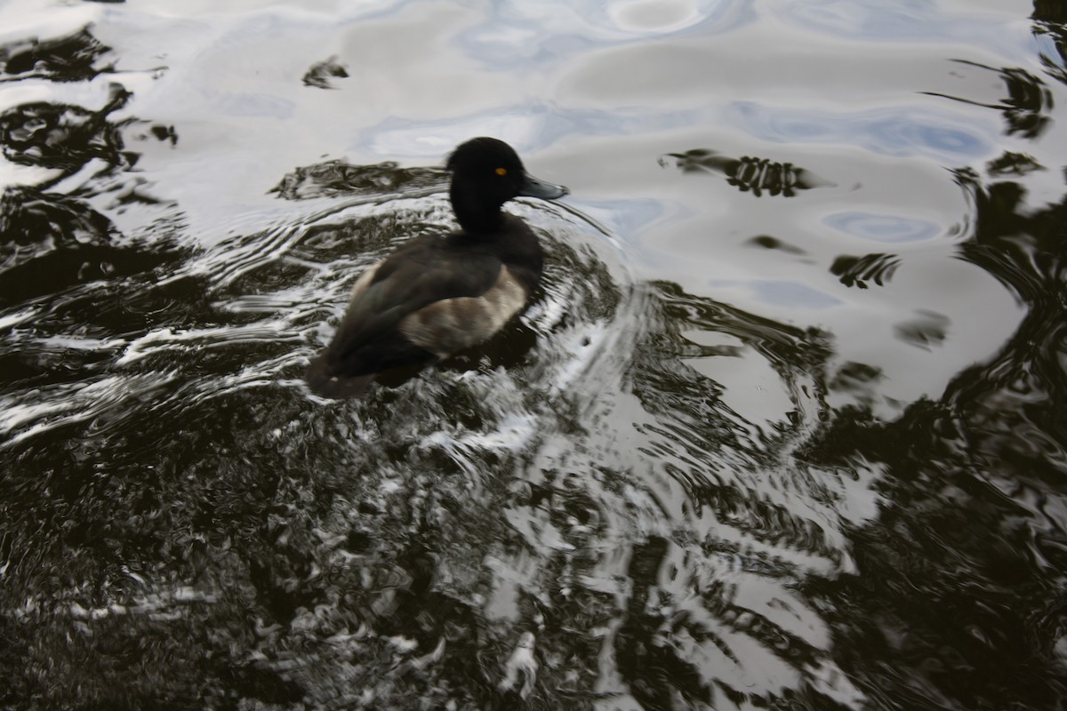 Tufted Duck - ML211840391