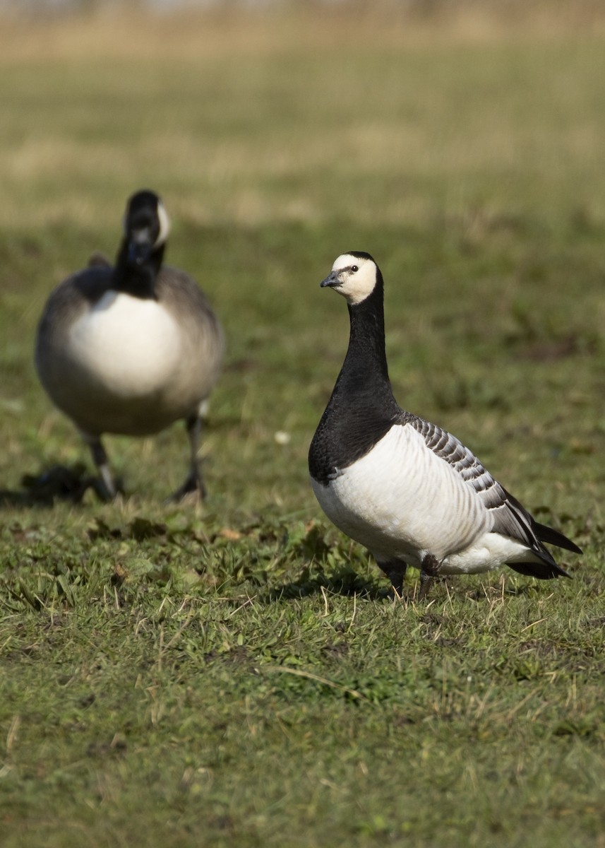 Barnacle Goose - ML211840611