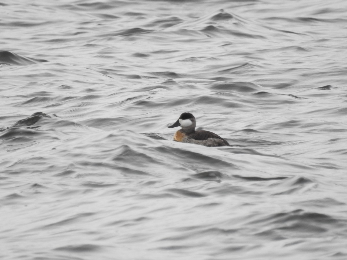 Ruddy Duck - ML21184121