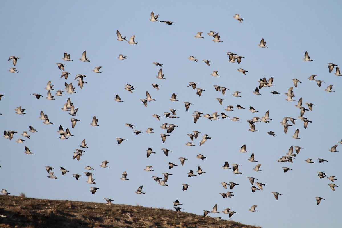 Stock Dove - Asghar Mohammadi Nasrabadi