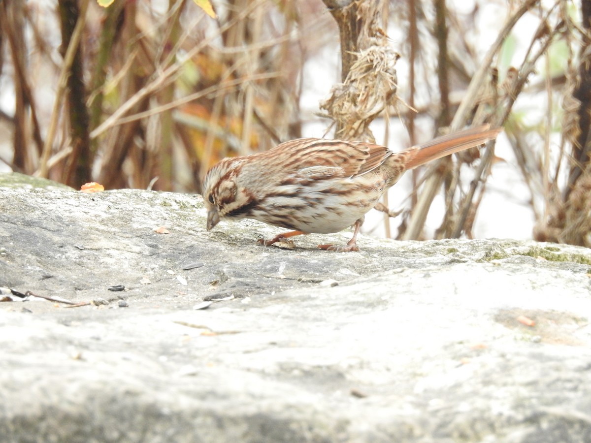 Song Sparrow - ML21184251