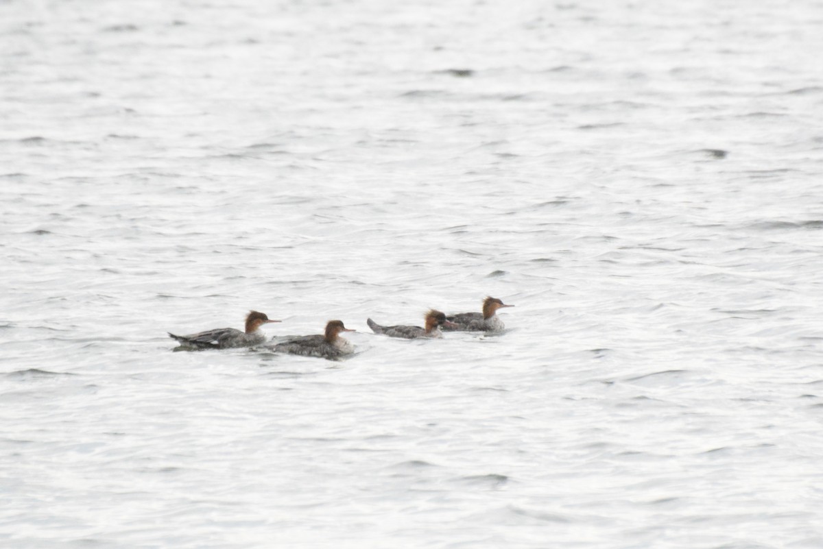 Red-breasted Merganser - ML21184291