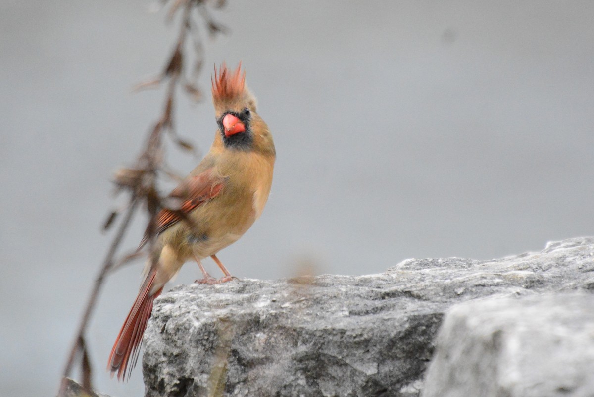 Northern Cardinal - ML21184421