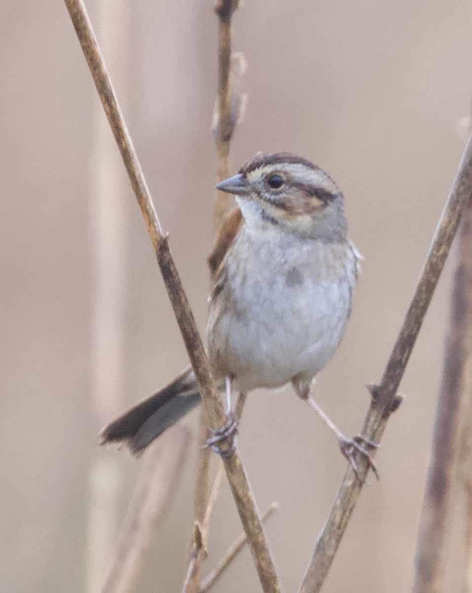 Swamp Sparrow - ML211846571