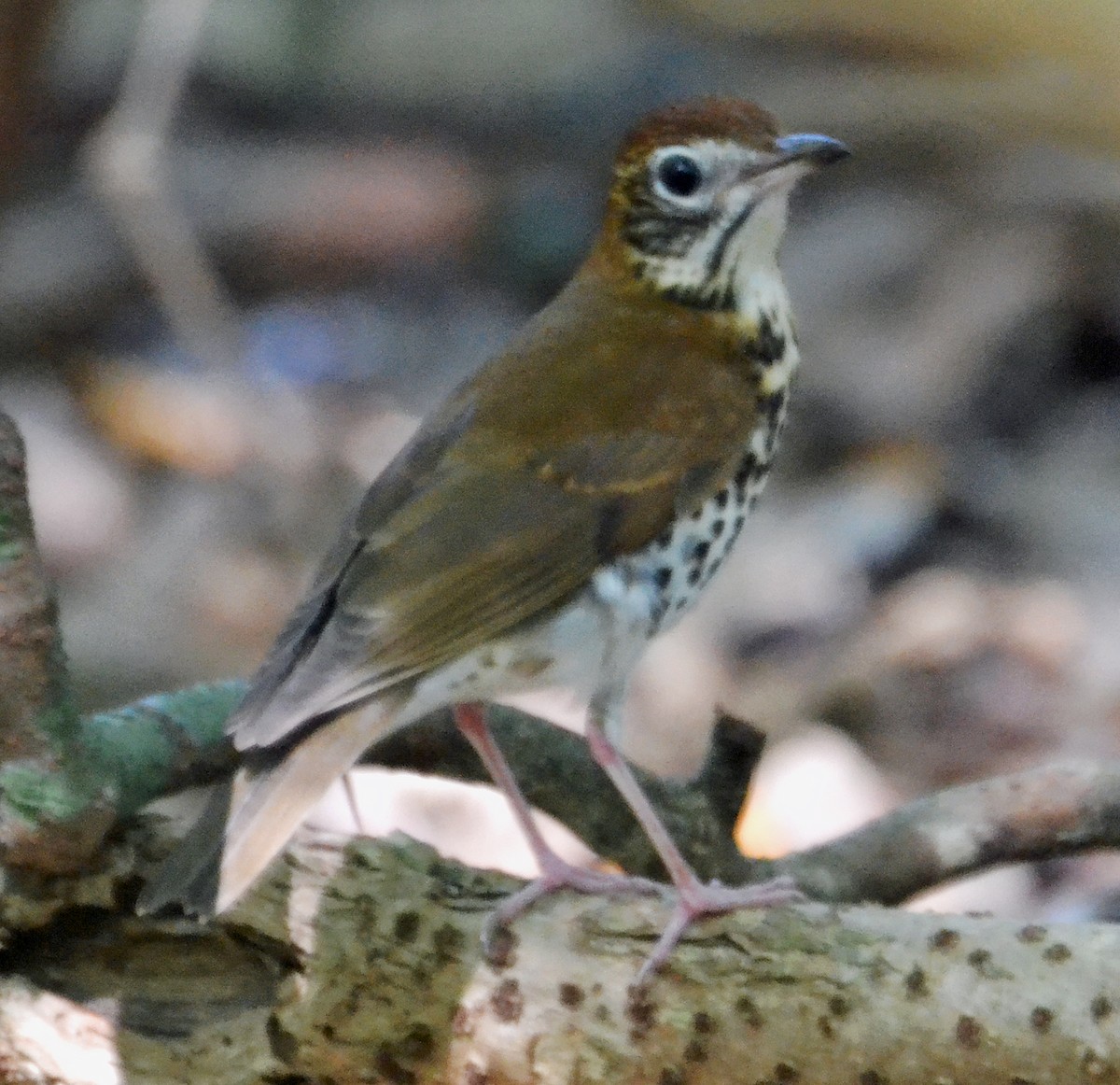 Wood Thrush - ML21184821