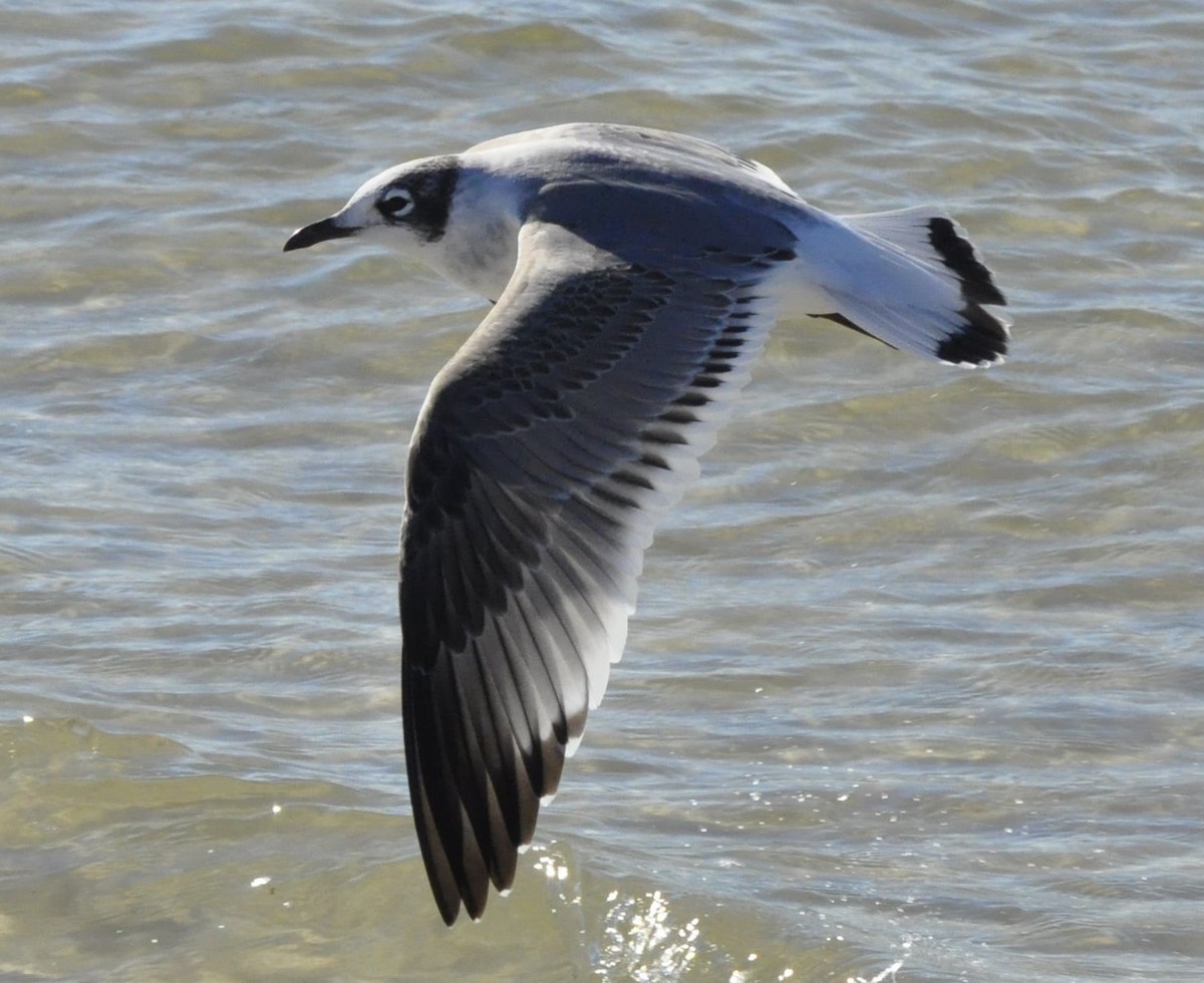 Franklin's Gull - ML21184901