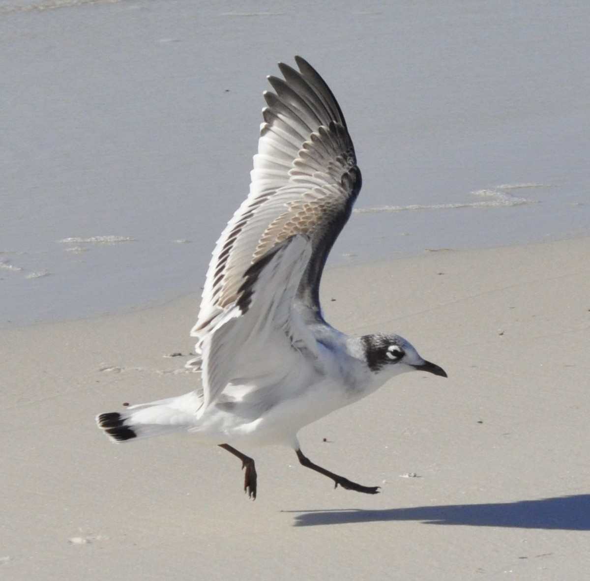 Franklin's Gull - ML21184911