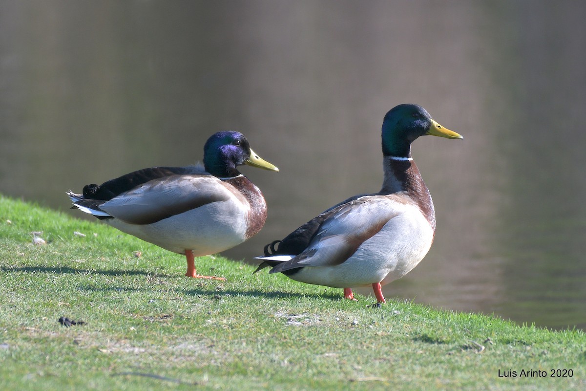 Canard colvert - ML211849171