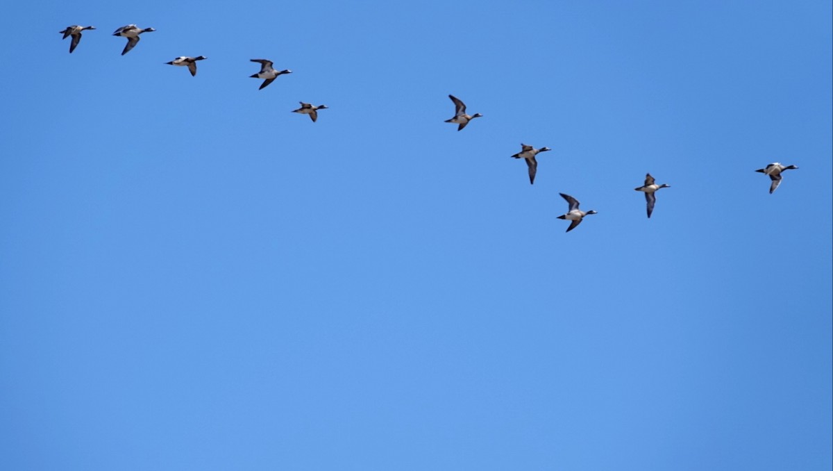 American Wigeon - deborah grimes