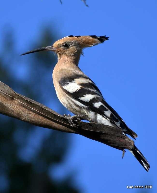 Eurasian Hoopoe - ML211851131