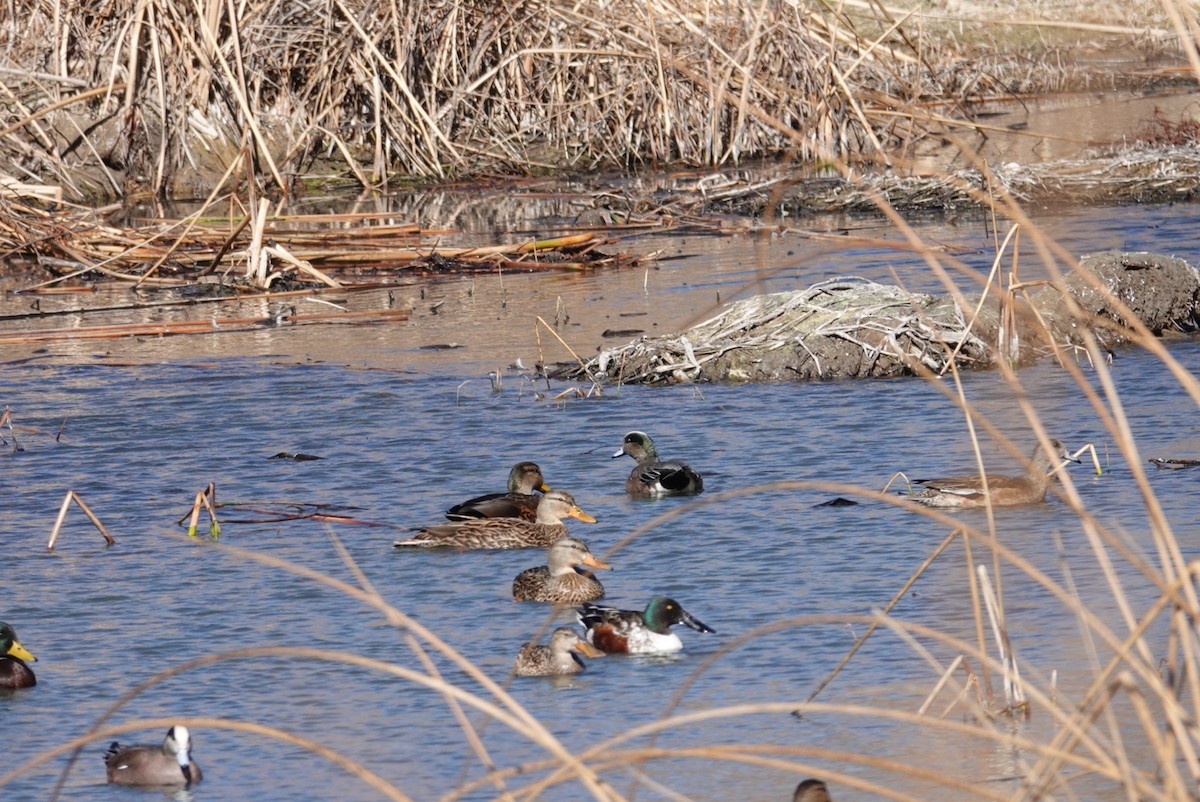 Northern Shoveler - ML211851161