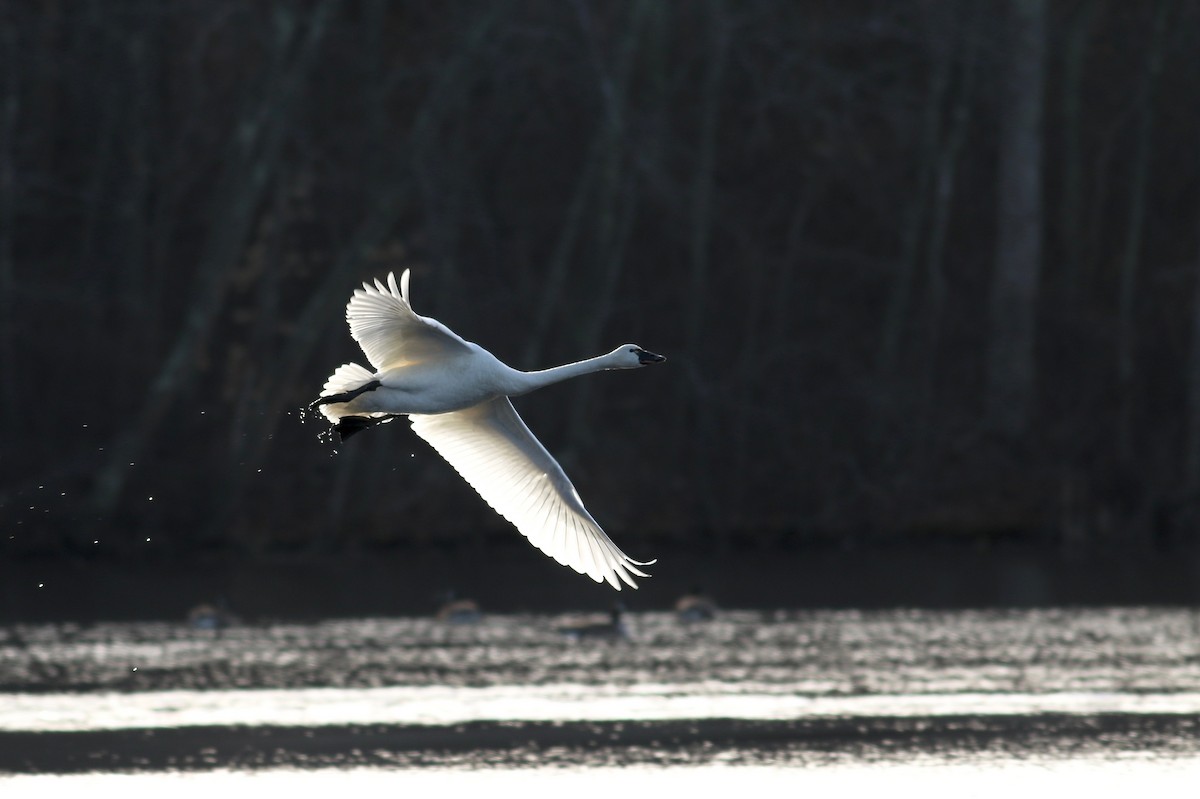 labuť malá (ssp. columbianus) - ML211851941