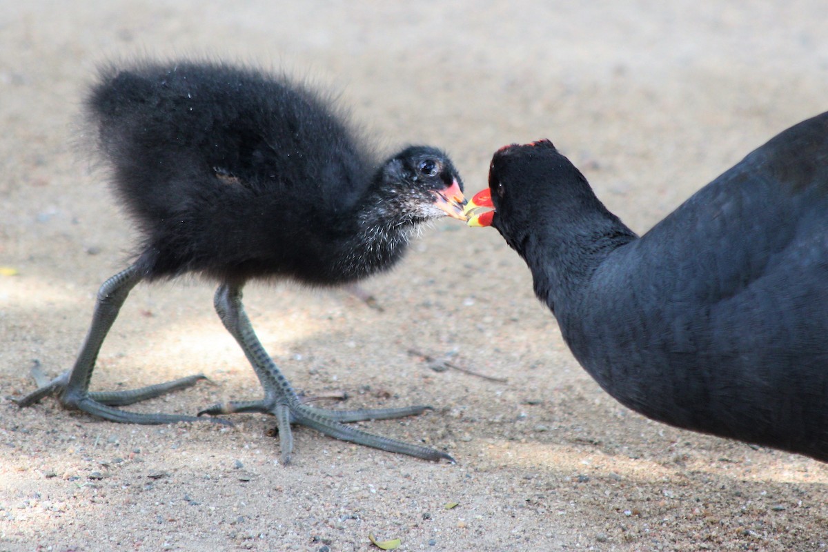 Gallinule d'Amérique - ML211853231