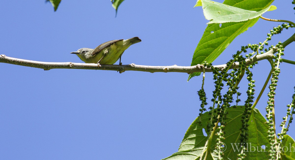 Pygmy White-eye - Wilbur Goh