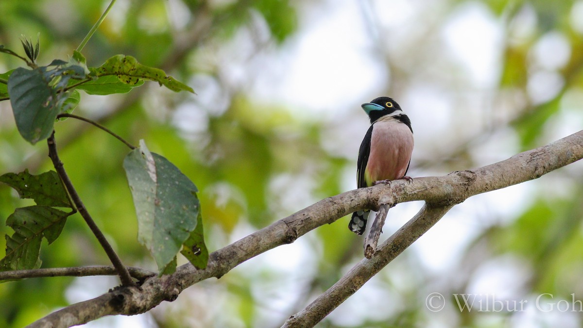 Black-and-yellow Broadbill - ML211853931