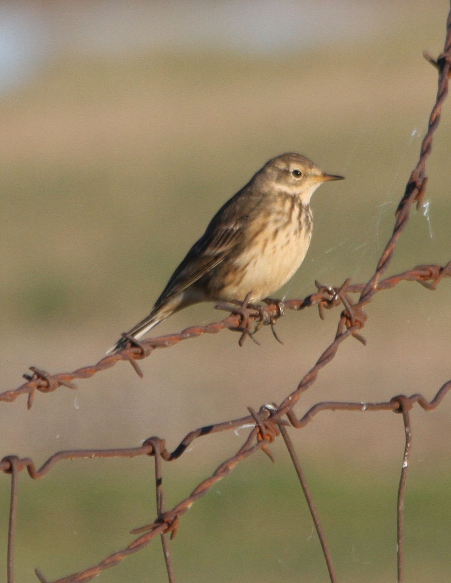 Pipit d'Amérique - ML21185431