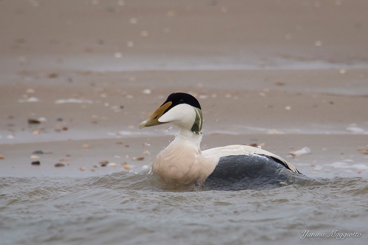 Common Eider - ML211855491