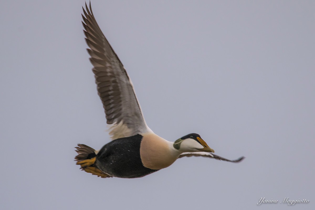 Common Eider - ML211855971