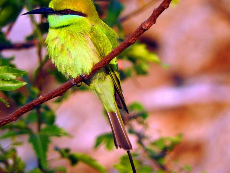 Asian Green Bee-eater - ML21185631