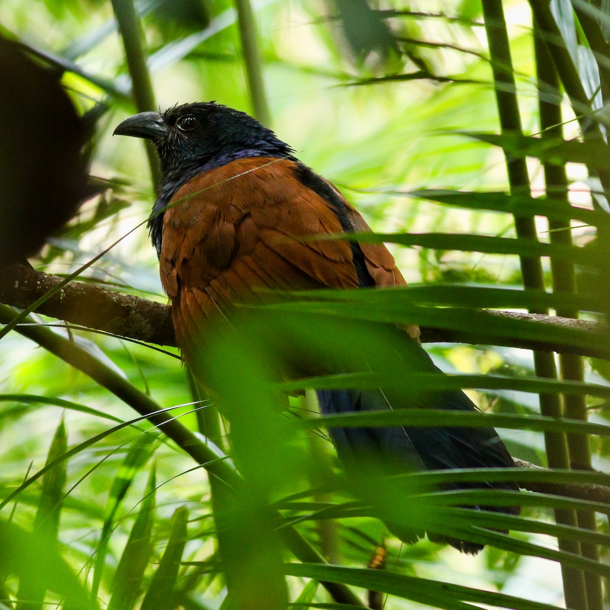 Short-toed Coucal - Wilbur Goh
