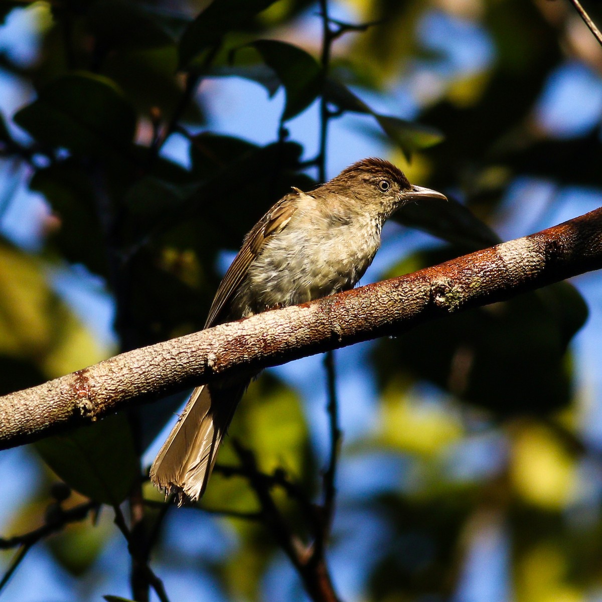 Buff-vented Bulbul - Wilbur Goh