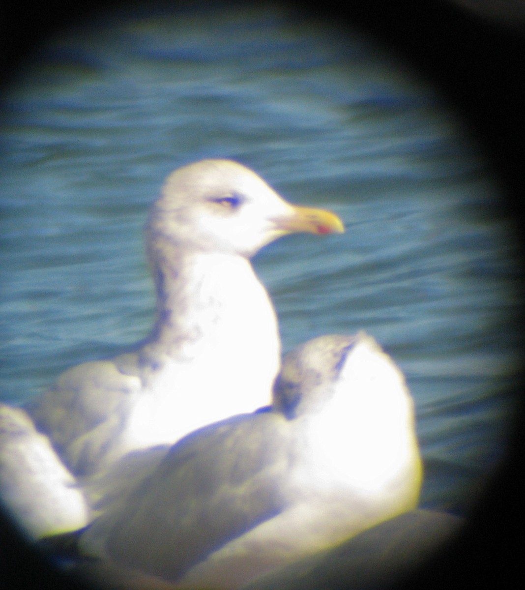 Herring Gull (American) - ML211858111