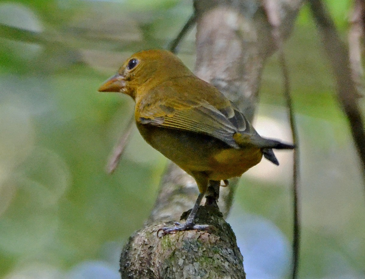 Summer Tanager - ML21185911